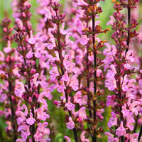 Sauge des prés Rose Rhapsody - Bakker