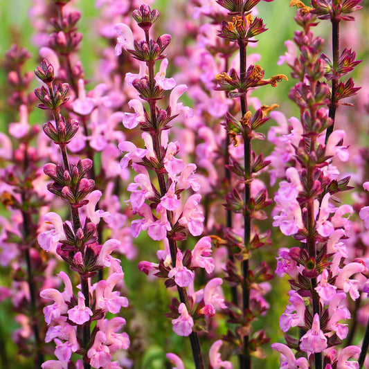 Sauge des prés Rose Rhapsody - Bakker