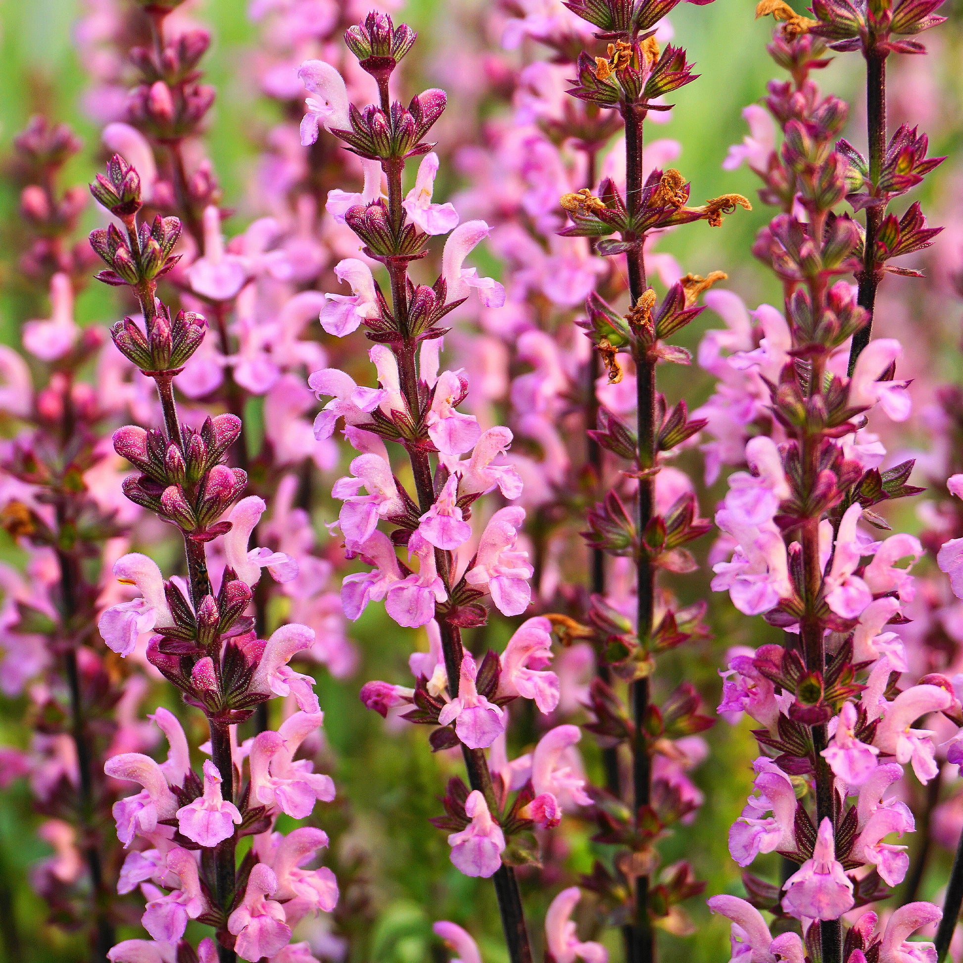 Sauge des prés Rose Rhapsody - Bakker