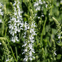 Sauge des prés Swan Lake - Salvia pratensis swan lake ( ballet series ) - Bakker