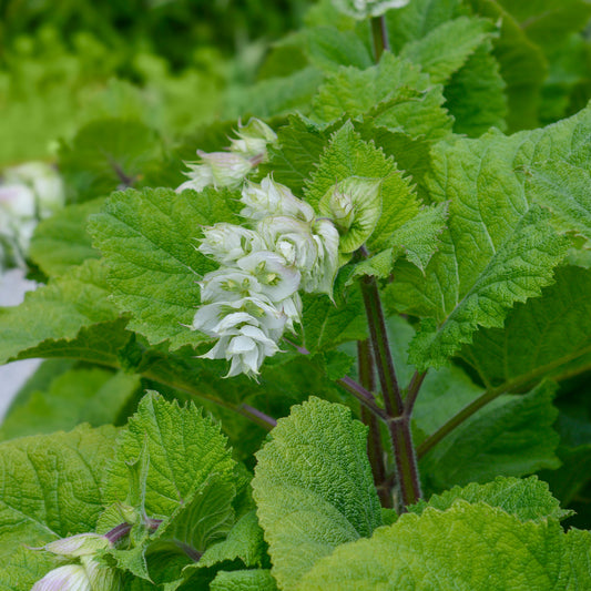 Sauge sclarée Vatican White - Bakker
