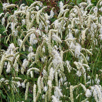 Pimprenelle blanche - Sanguisorbe - Bakker
