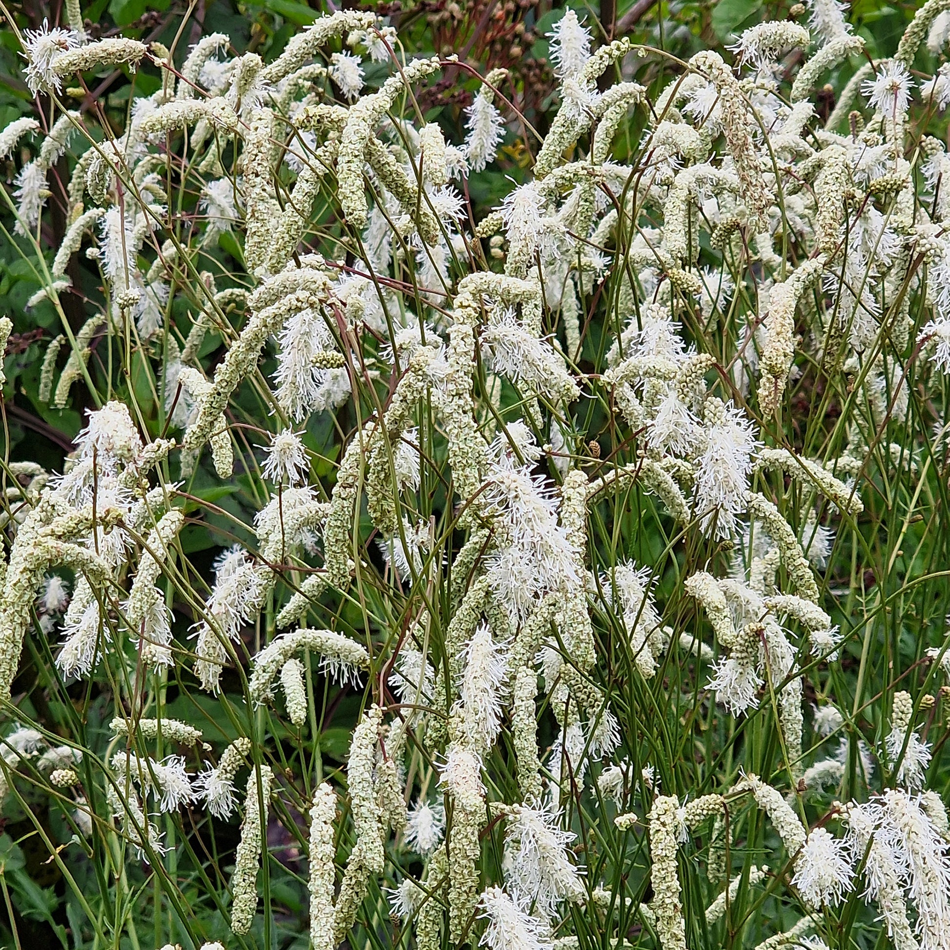Pimprenelle blanche - Sanguisorbe - Bakker