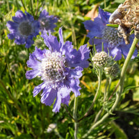 Scabiosa caucasica perfecta - Scabieuse du Caucase Perfecta - Scabieuse