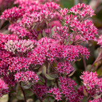 Sedum Thunderhead - Sedum thunderhead - Bakker