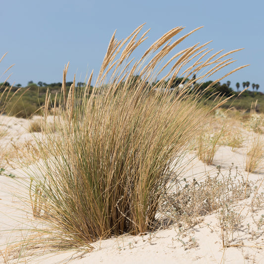 Oyat Roseau des sables - Bakker.com | France