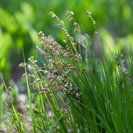 Amourette Brize - Bakker