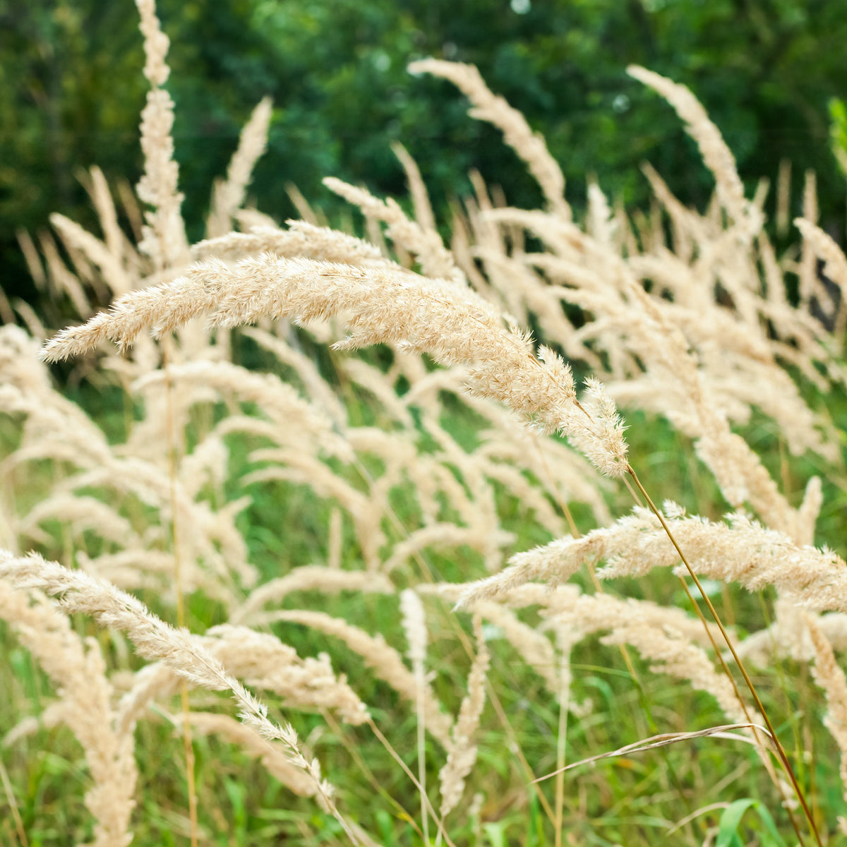 Calamagrostis arundinacea var. brachytricha - Herbe aux diamants - Graminées
