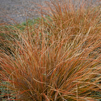 Laîche de Buchanan - Carex - Carex buchananii - Bakker