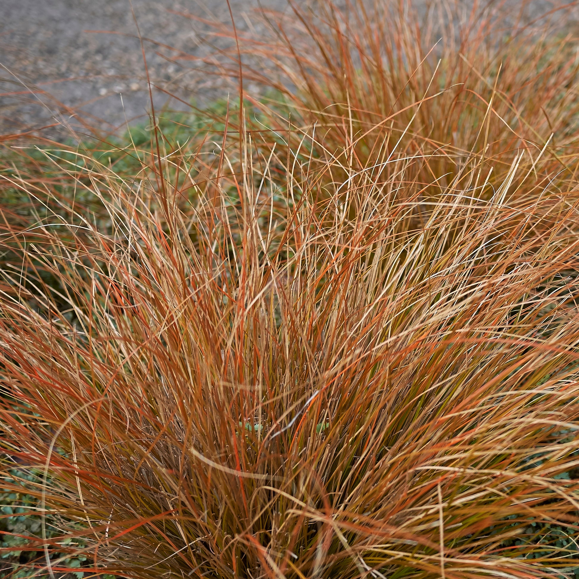 Bakker - Laîche de Buchanan - Carex - Carex buchananii - Plantes d'extérieur