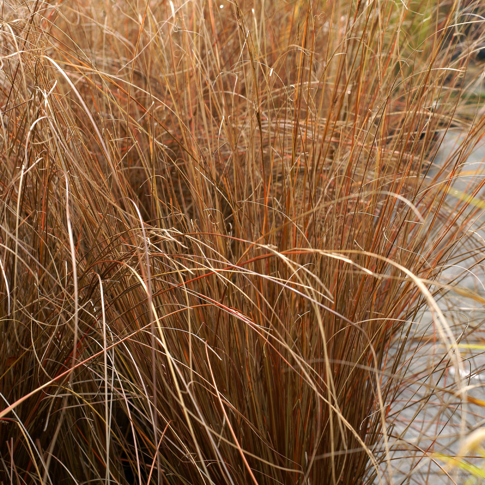 Bakker - Laîche de Buchanan - Carex - Carex buchananii - Plantes d'extérieur