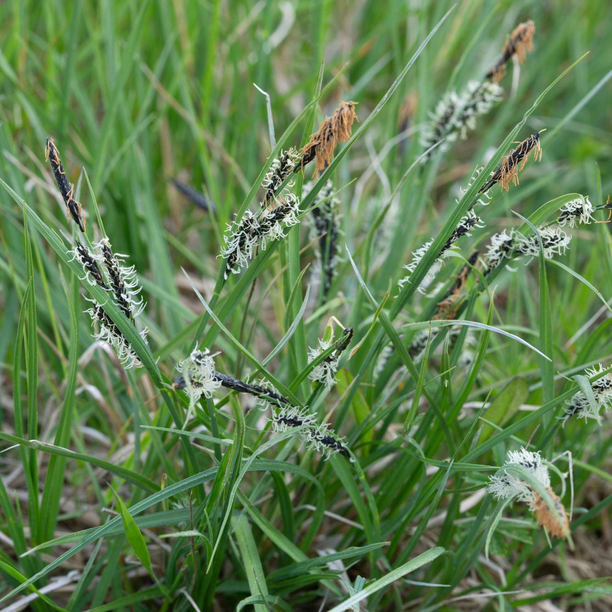 Carex montana - Laîche des montagnes - Carex - Laîche - Carex