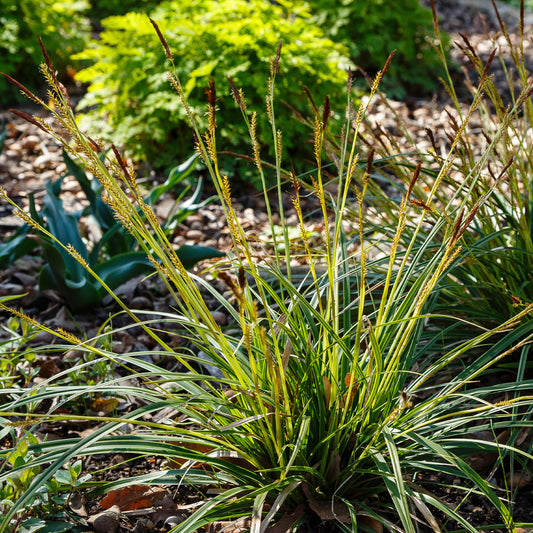 Laîche japonaise - Carex morrowii - Bakker