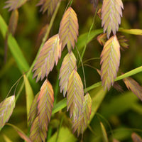 Vente Chasmanthe à feuilles larges - Chasmanthium latifolium