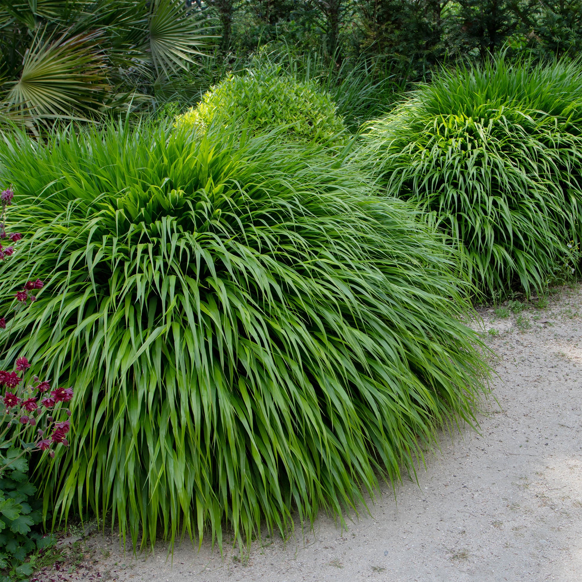 Herbe du Japon - Hakonechloa macra - Bakker