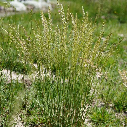 Koélérie bleue - Bakker