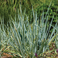 Seigle de mer Blue Dune - Leymus arenarius Blue Dune - Bakker