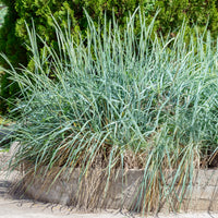 Seigle de mer - Leymus arenarius - Bakker