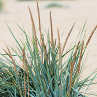 Leymus arenarius - Seigle de mer - Graminées