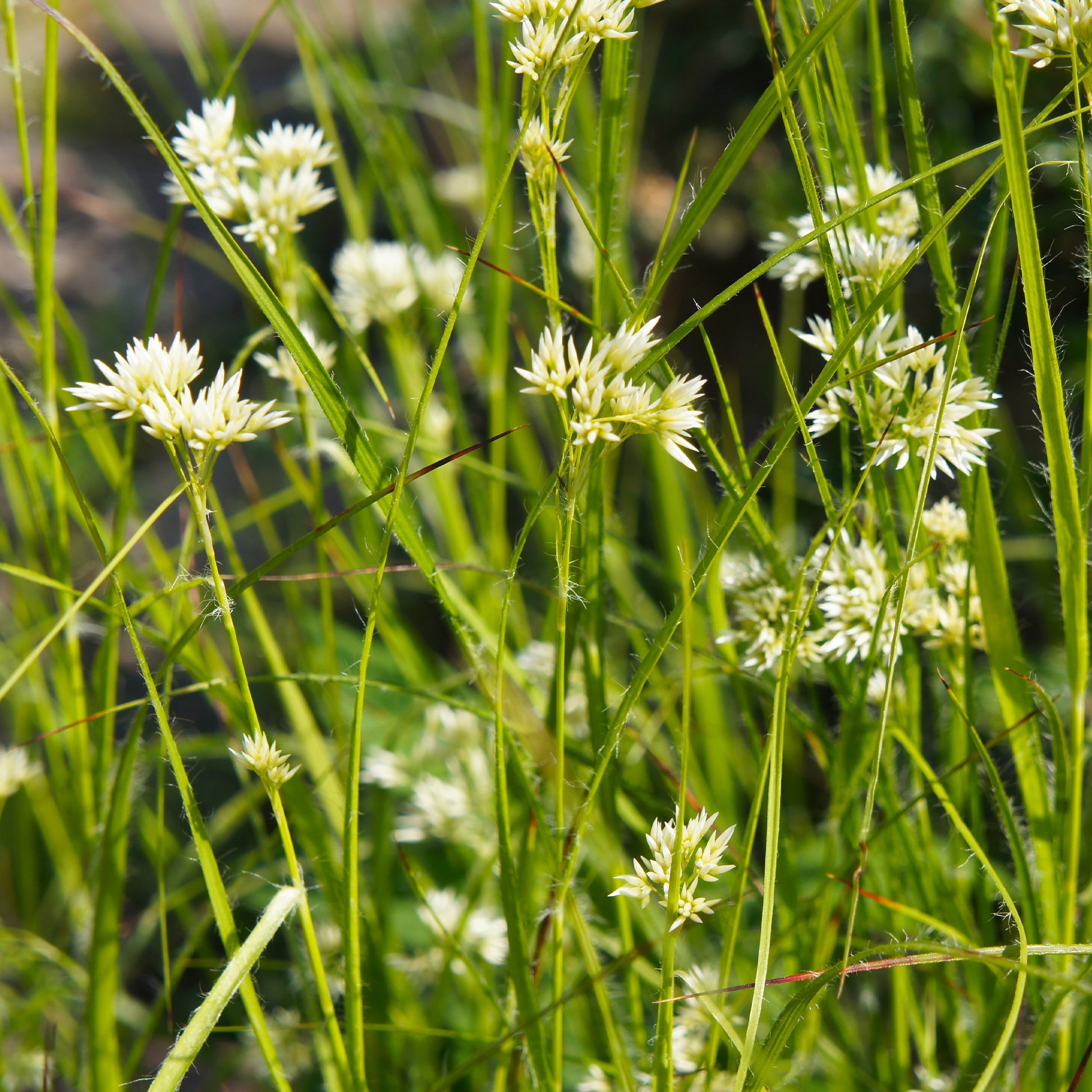 Bakker - 3 Luzules blanc de neige - Luzula nivea - Plantes d'extérieur