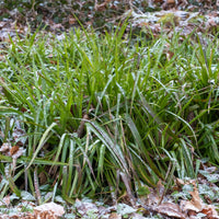Luzule des bois - Luzula sylvatica - Bakker