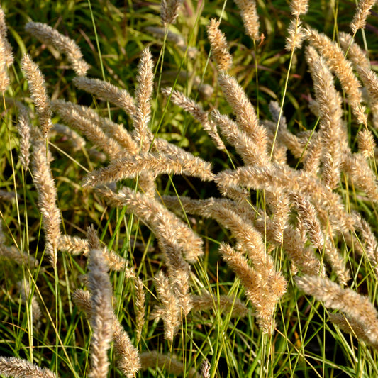 Mélique ciliée - Bakker