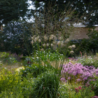 Molinie élevé Skyracer - Bakker