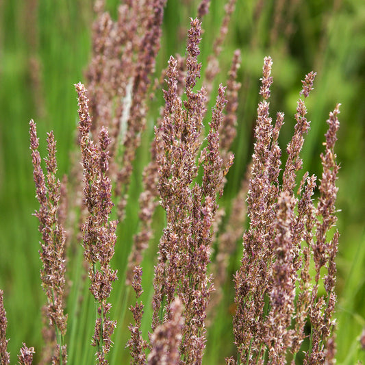 Molinie bleue Moorhexe - Bakker
