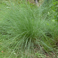 Muhlenbergia rigens - Muhlenbergia rigens - Bakker