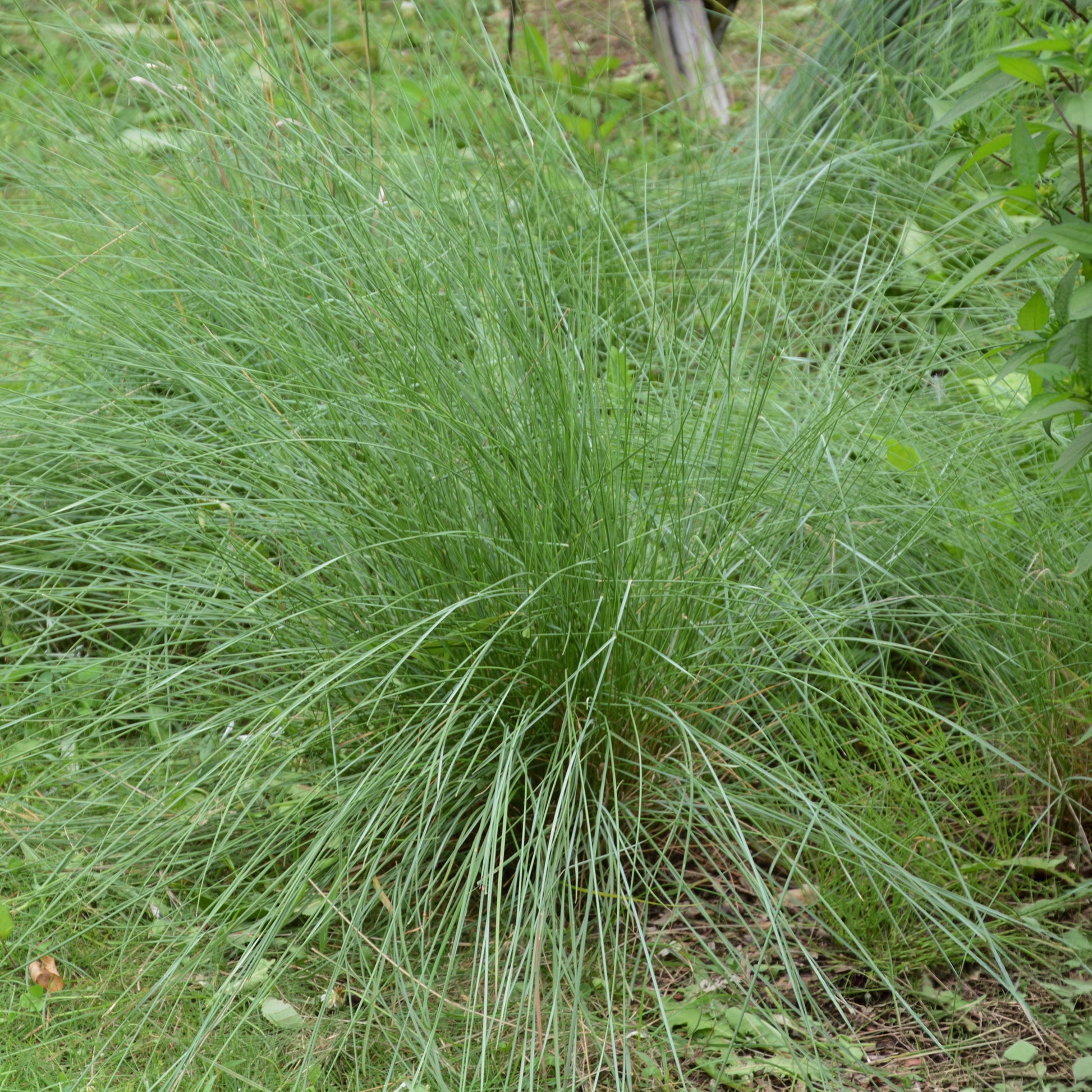 Muhlenbergia rigens - Muhlenbergia rigens - Bakker