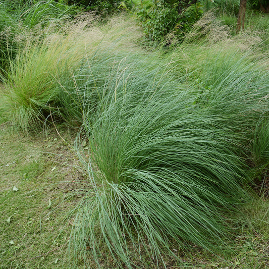 Muhlenbergia rigens - Bakker