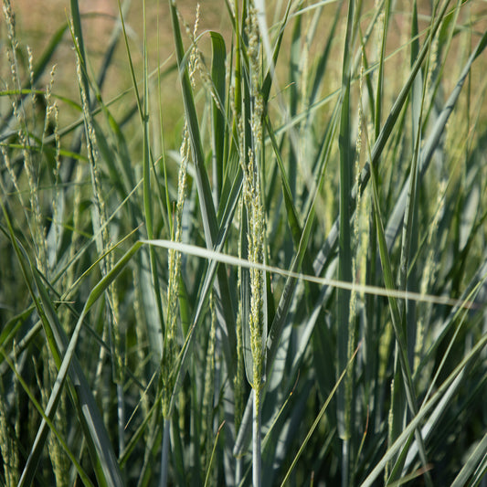 Bakker - Panic érigé - Panicum amarum - Plantes d'extérieur