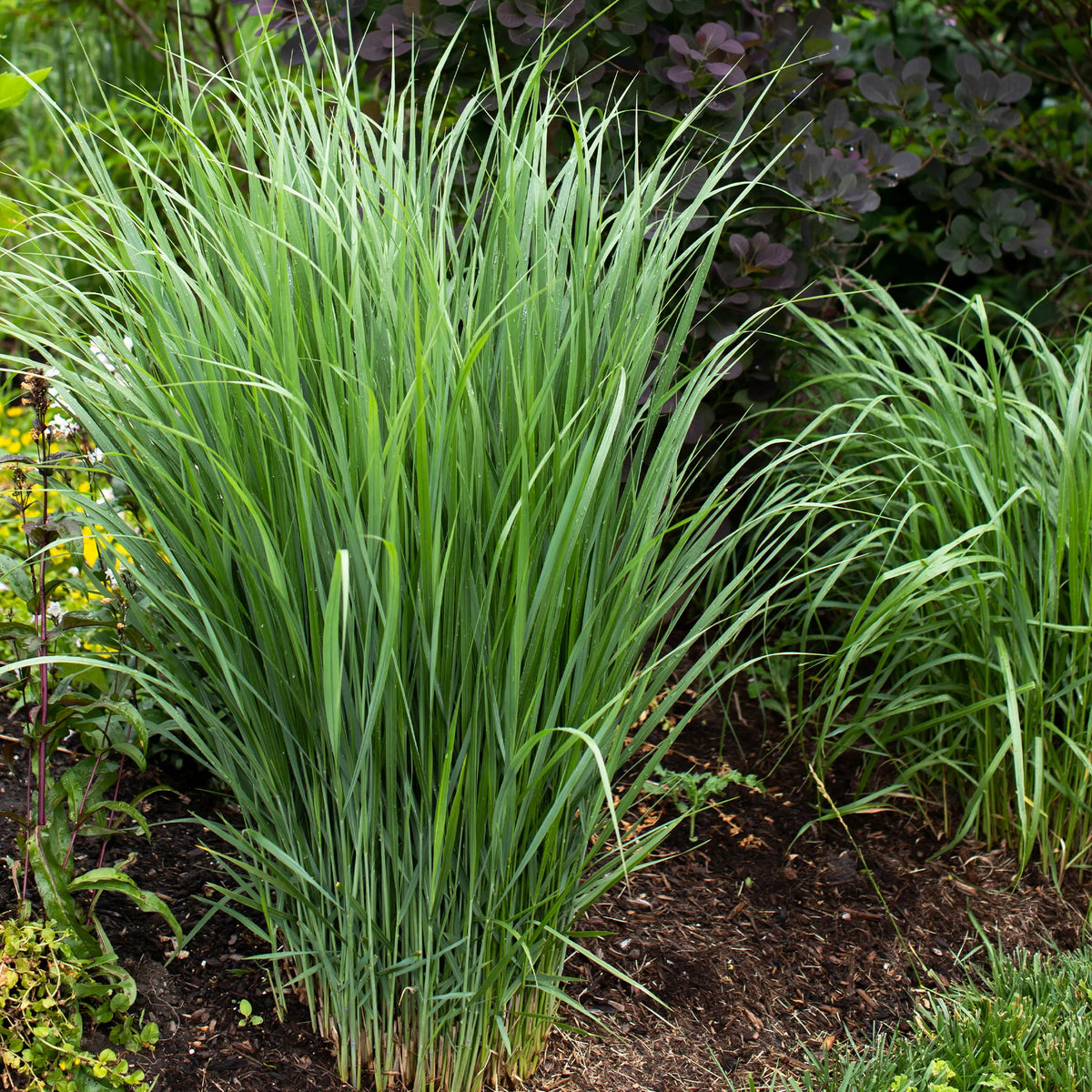 5 Vivaces pour prairie fleurie - Panicum virgatum,Sesleria autumnalis, Allium sphaerocephalon,Veronicastrum virginicum, Sanguisorba officinalis       - Bakker