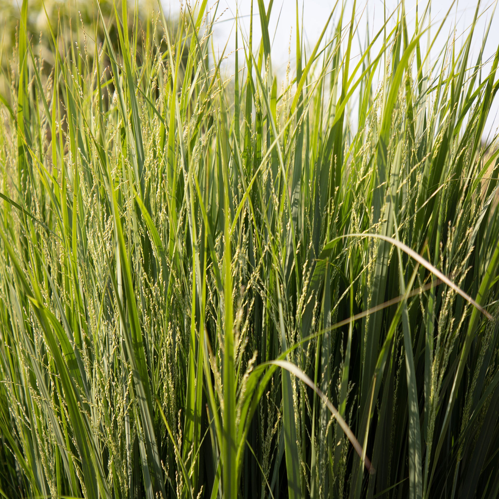 Panic érigé Northwind - Bakker.com | France