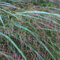 Panicum virgatum Squaw - Panic érigé Squaw - Graminées