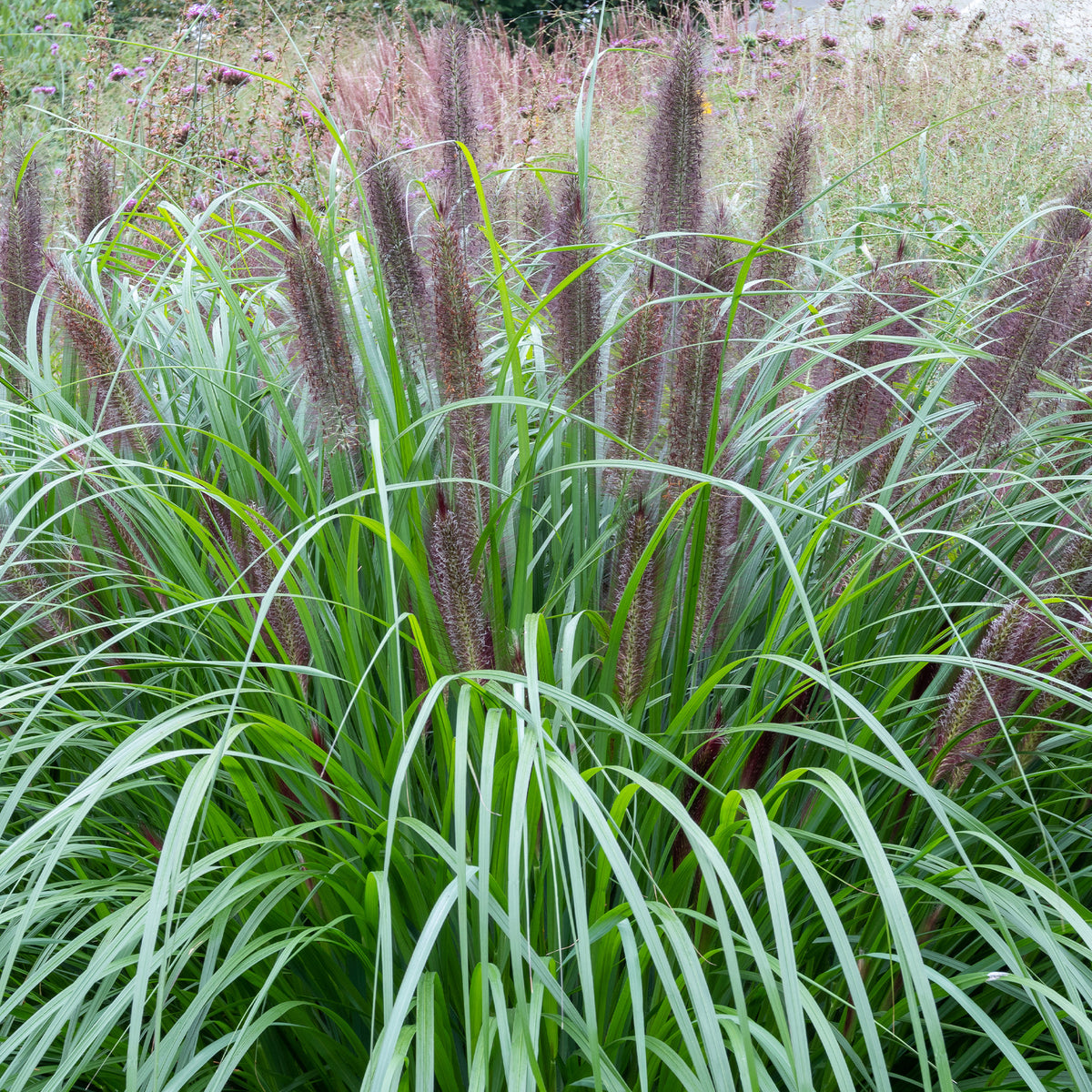 Pennisetum - Herbe aux écouvillons Black Beauty - Pennisetum - Pennisetum alopecuroides Black Beauty
