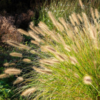 Pennisetum alopecuroides (compressum) - Herbe aux écouvillons - Pennisetum - Pennisetum