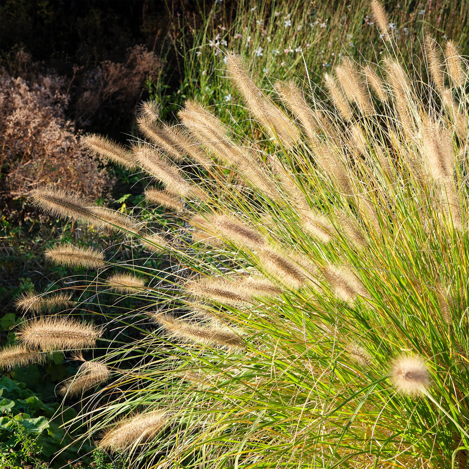 Pennisetum alopecuroides (compressum) - Herbe aux écouvillons - Pennisetum - Pennisetum