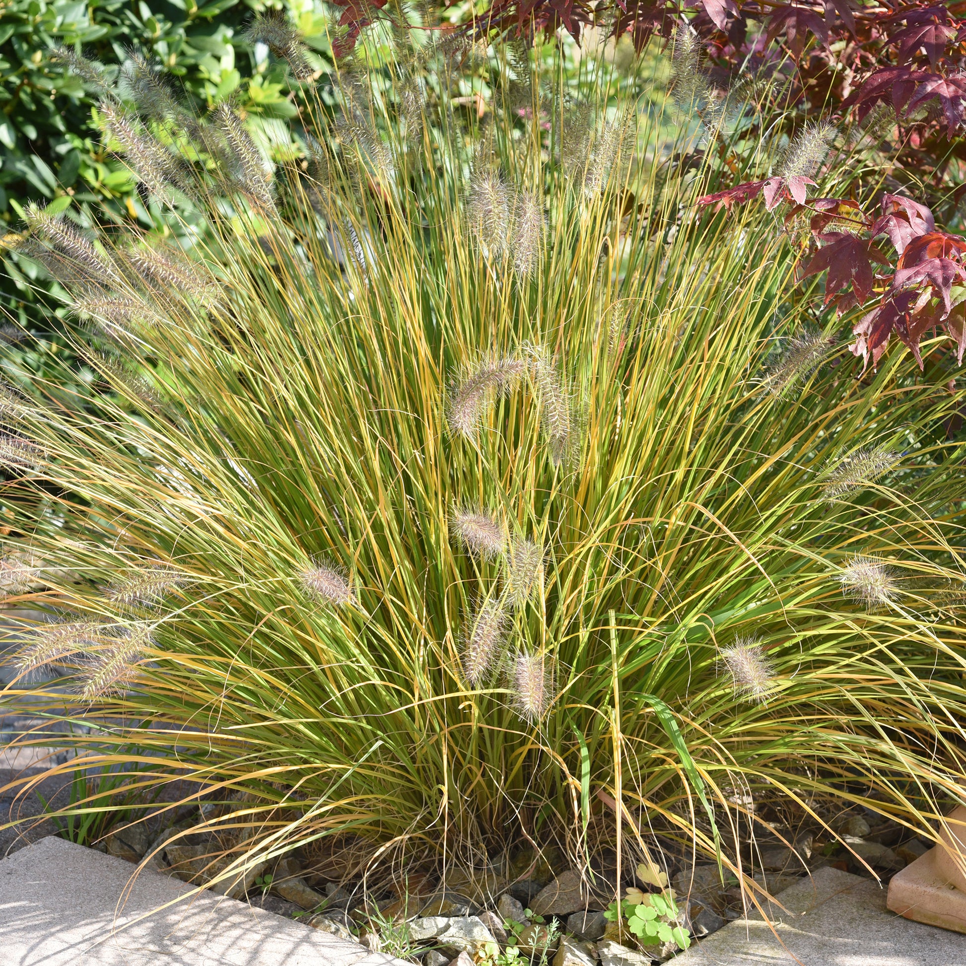 Pennisetum - Herbe aux écouvillons - Pennisetum - Pennisetum alopecuroides (compressum)