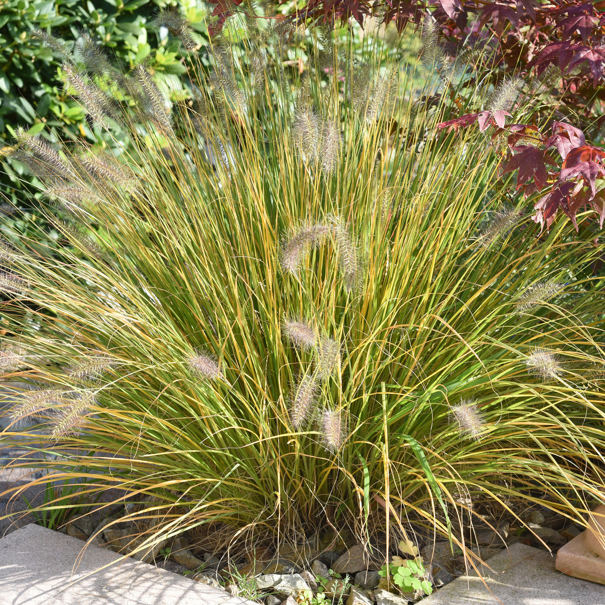 Pennisetum - Herbe aux écouvillons - Pennisetum - Pennisetum alopecuroides (compressum)