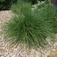 Vente Herbe aux écouvillons - Pennisetum - Pennisetum alopecuroides (compressum)