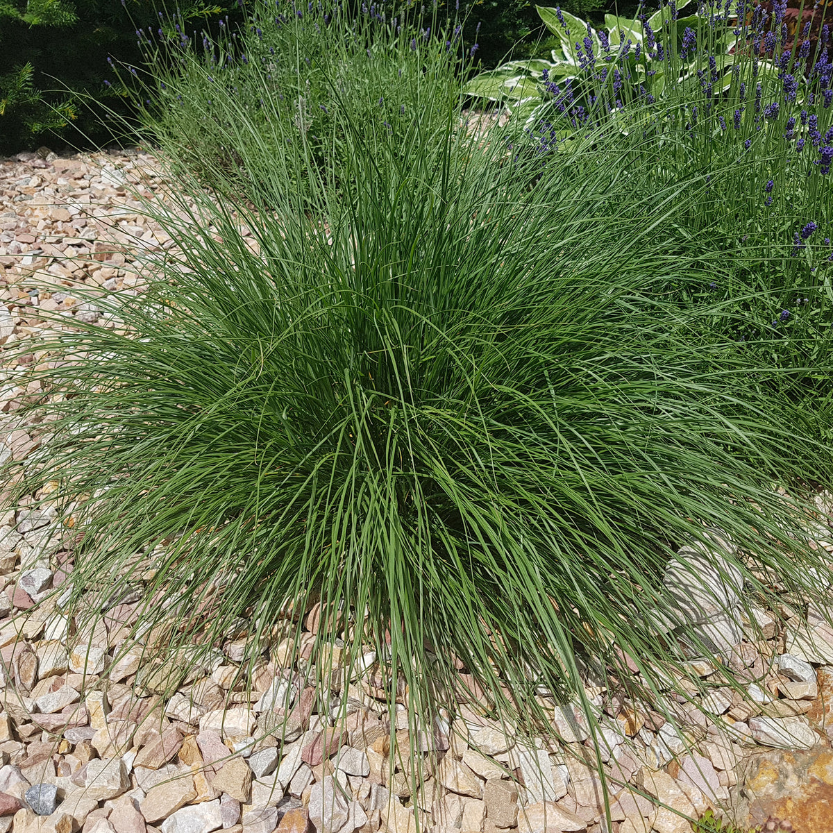 Vente Herbe aux écouvillons - Pennisetum - Pennisetum alopecuroides (compressum)