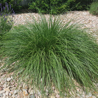 Vente Herbe aux écouvillons - Pennisetum