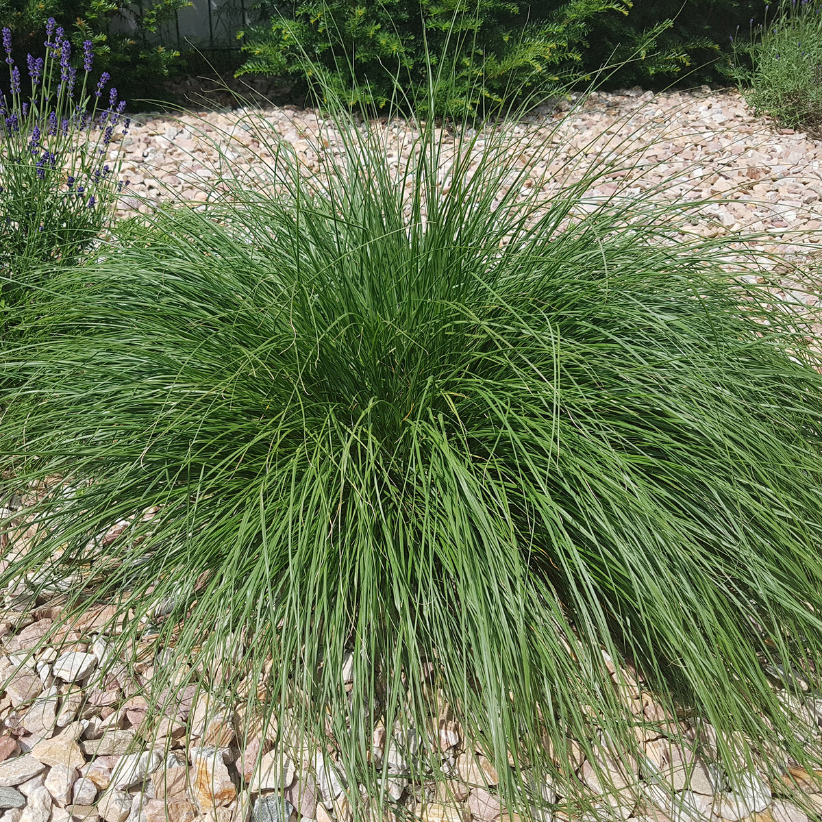 Vente Herbe aux écouvillons - Pennisetum