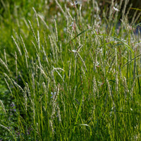 Sesleria autumnalis - Seslérie d'automne - Graminées