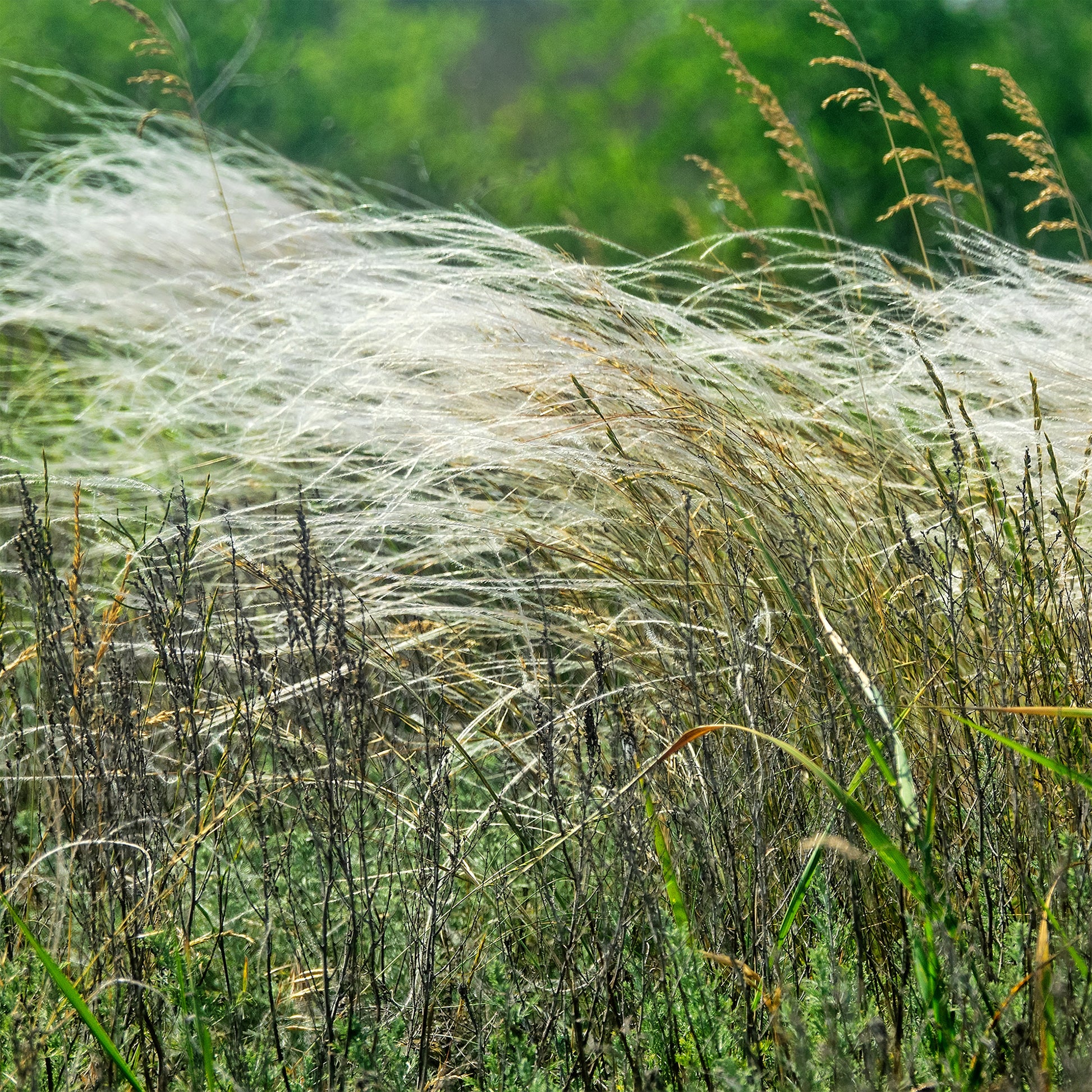 Stipe chevelu - Stipa capillata - Bakker