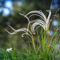 Graminées - Stipe penné - Stipa pennata