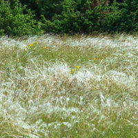 Stipe penné - Stipa pennata - Bakker
