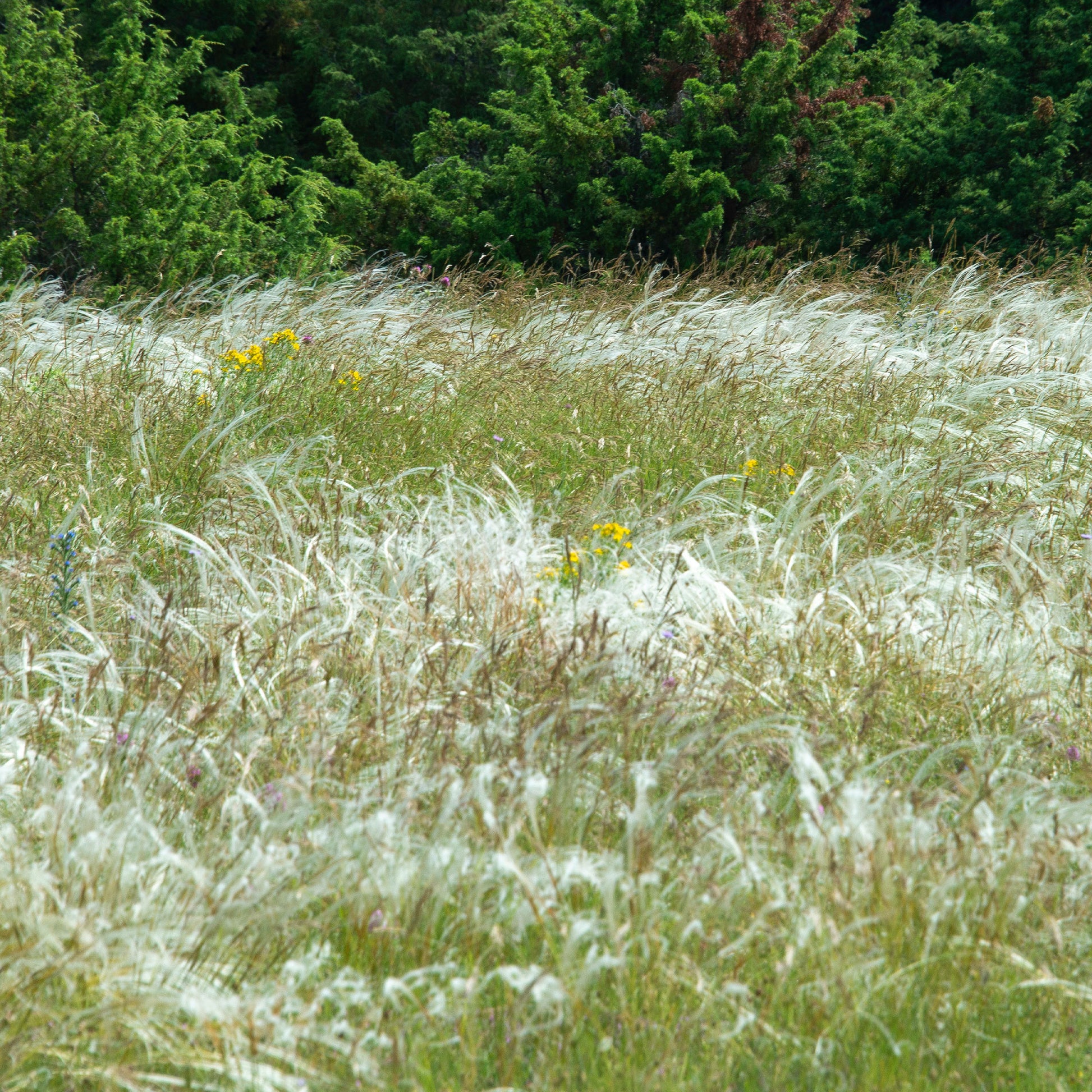Stipe penné - Stipa pennata - Bakker