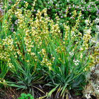 Sisyrinchium striatum - Bermudienne striée - Vivaces fleuries